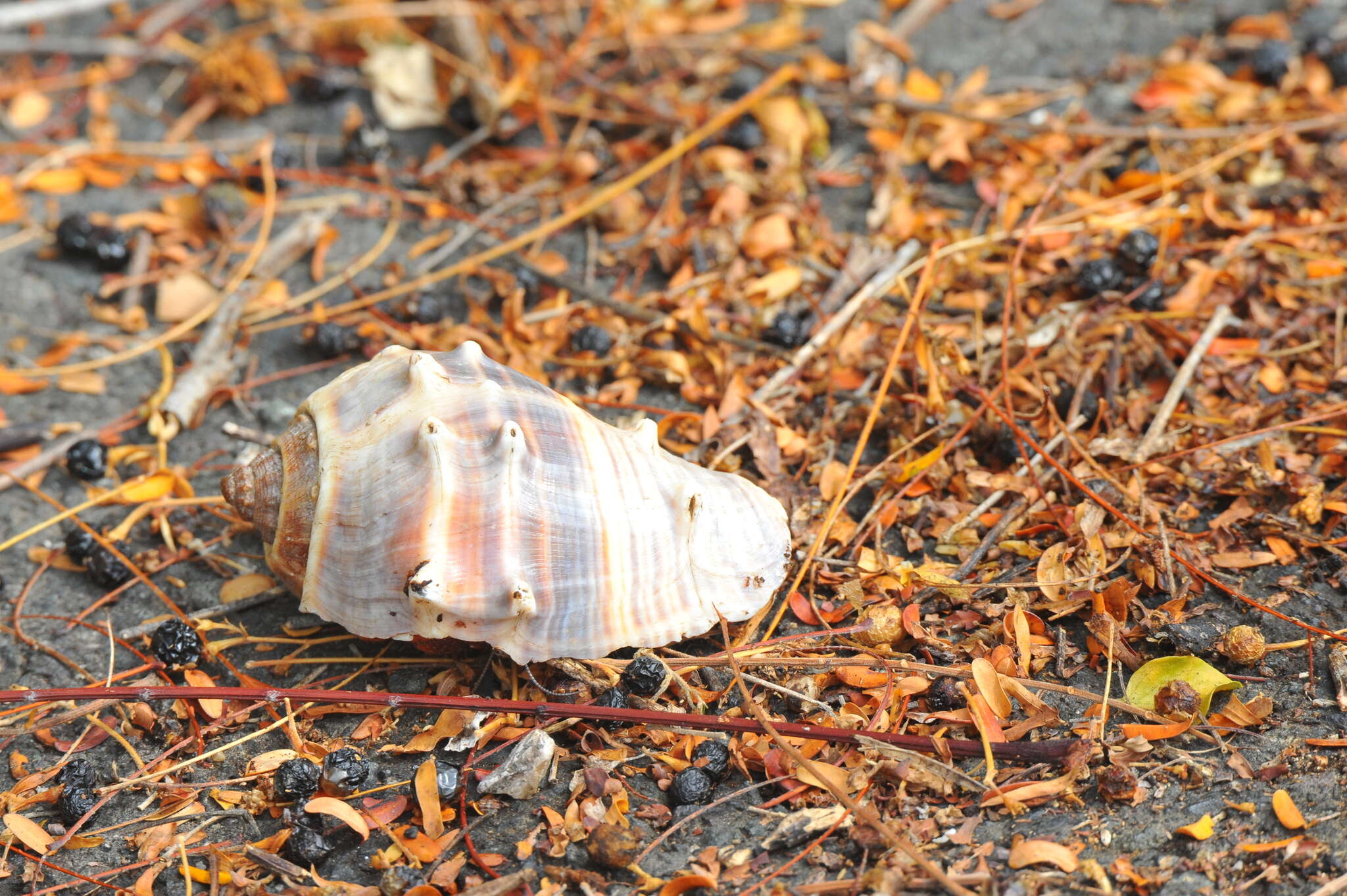 Image of West Indian crown conch