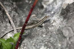 Image of New Caledonian Shore Skink