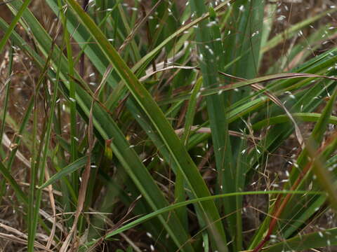 Image of Dianella longifolia var. grandis R. J. F. Hend.