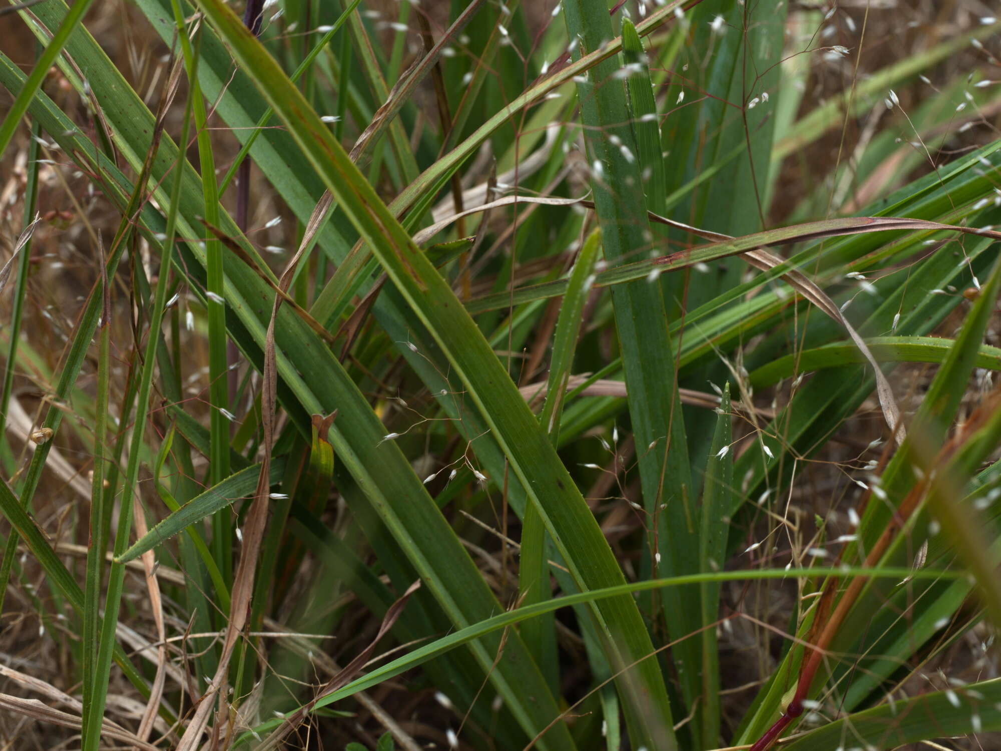 Image of Dianella longifolia var. grandis R. J. F. Hend.