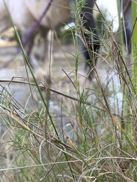 Imagem de Muhlenbergia utilis (Torr.) Hitchc.