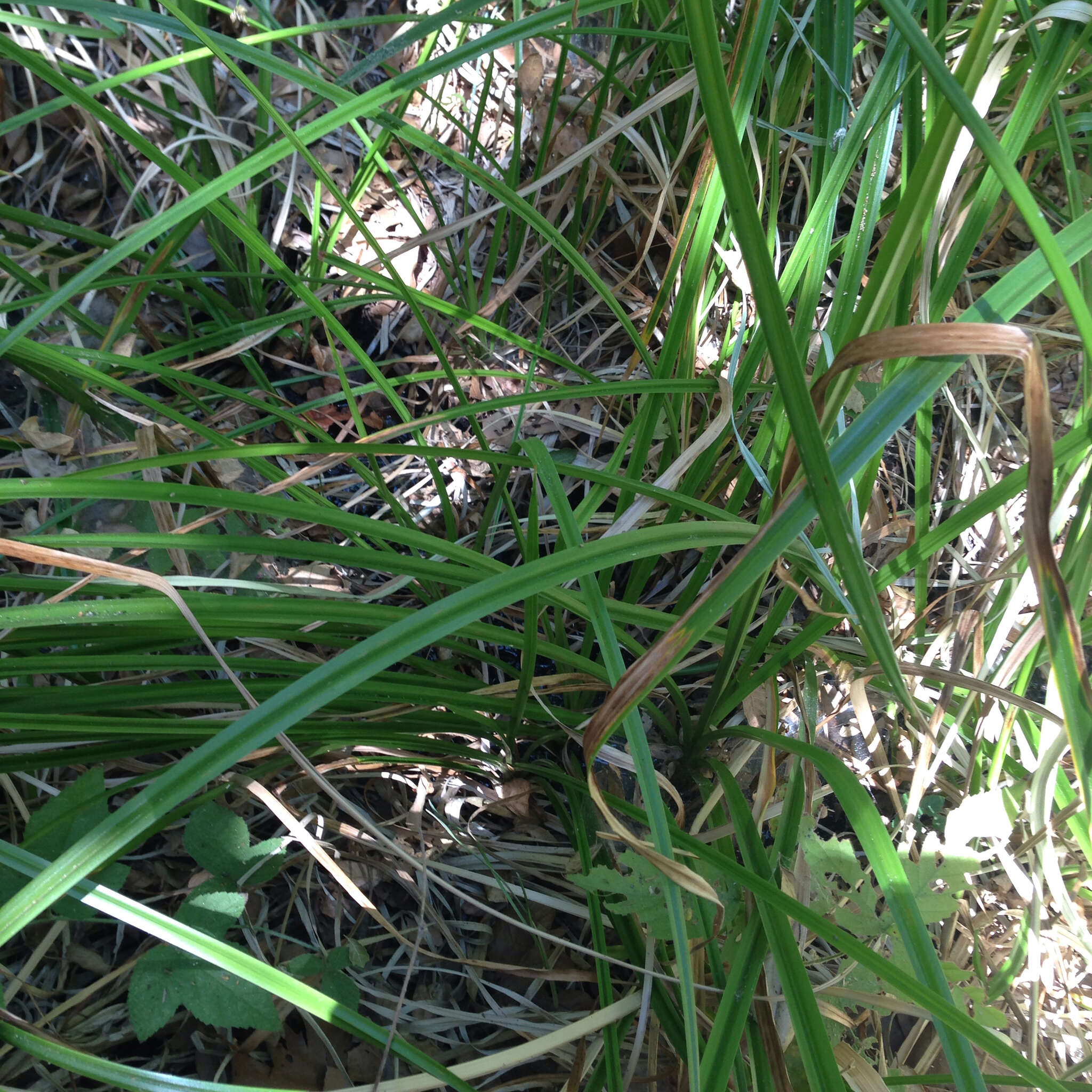 Image of panicled bulrush