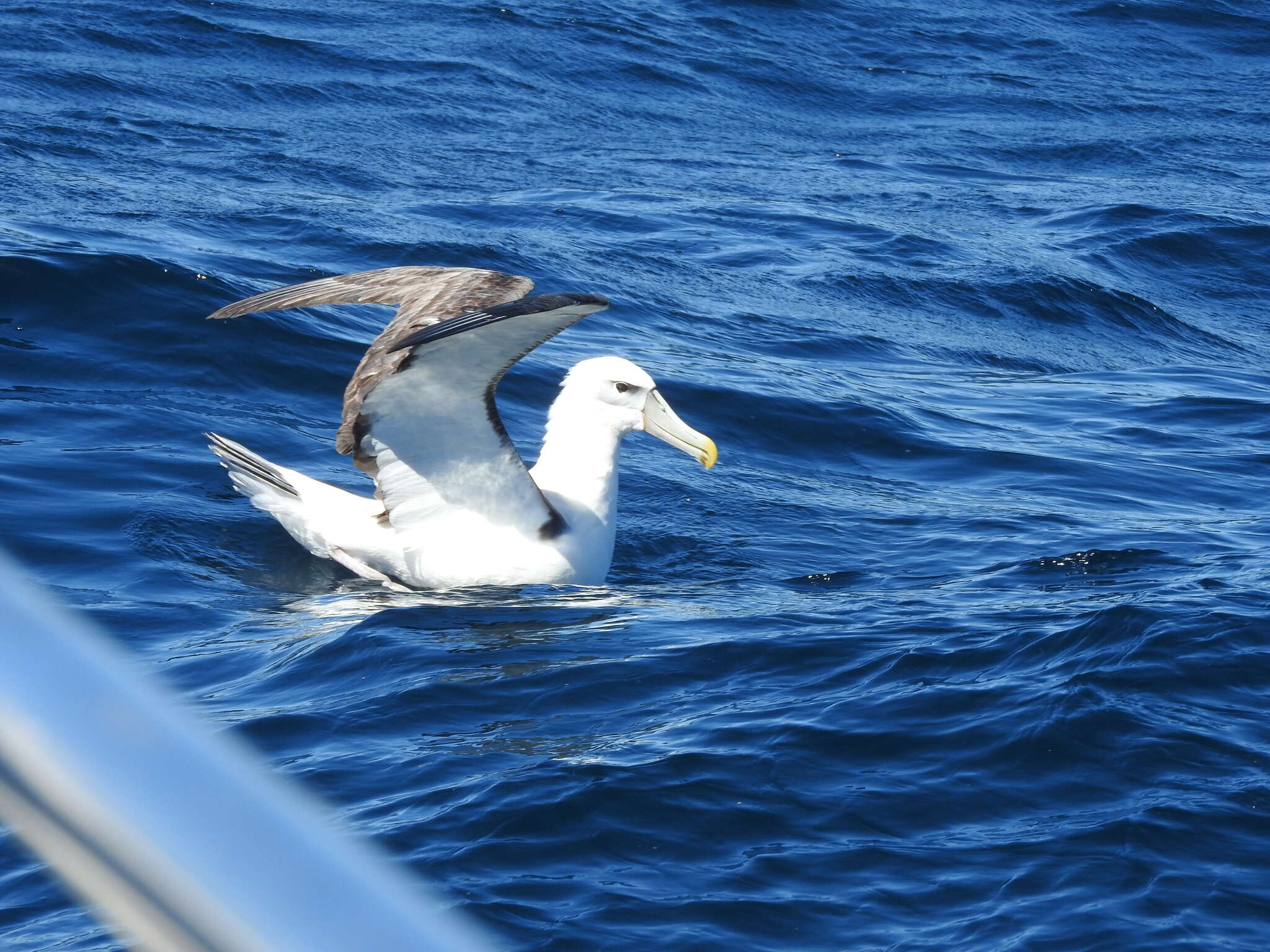 Image of Shy Albatross