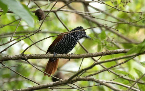 Image of Chestnut-backed Antshrike