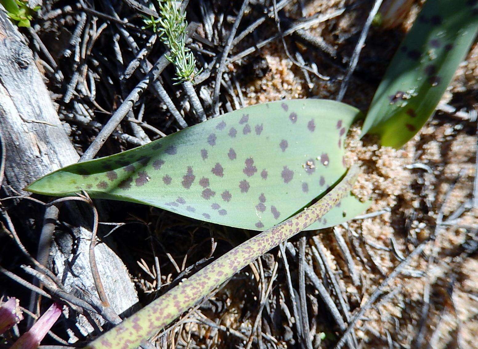 Image of Lachenalia punctata Jacq.