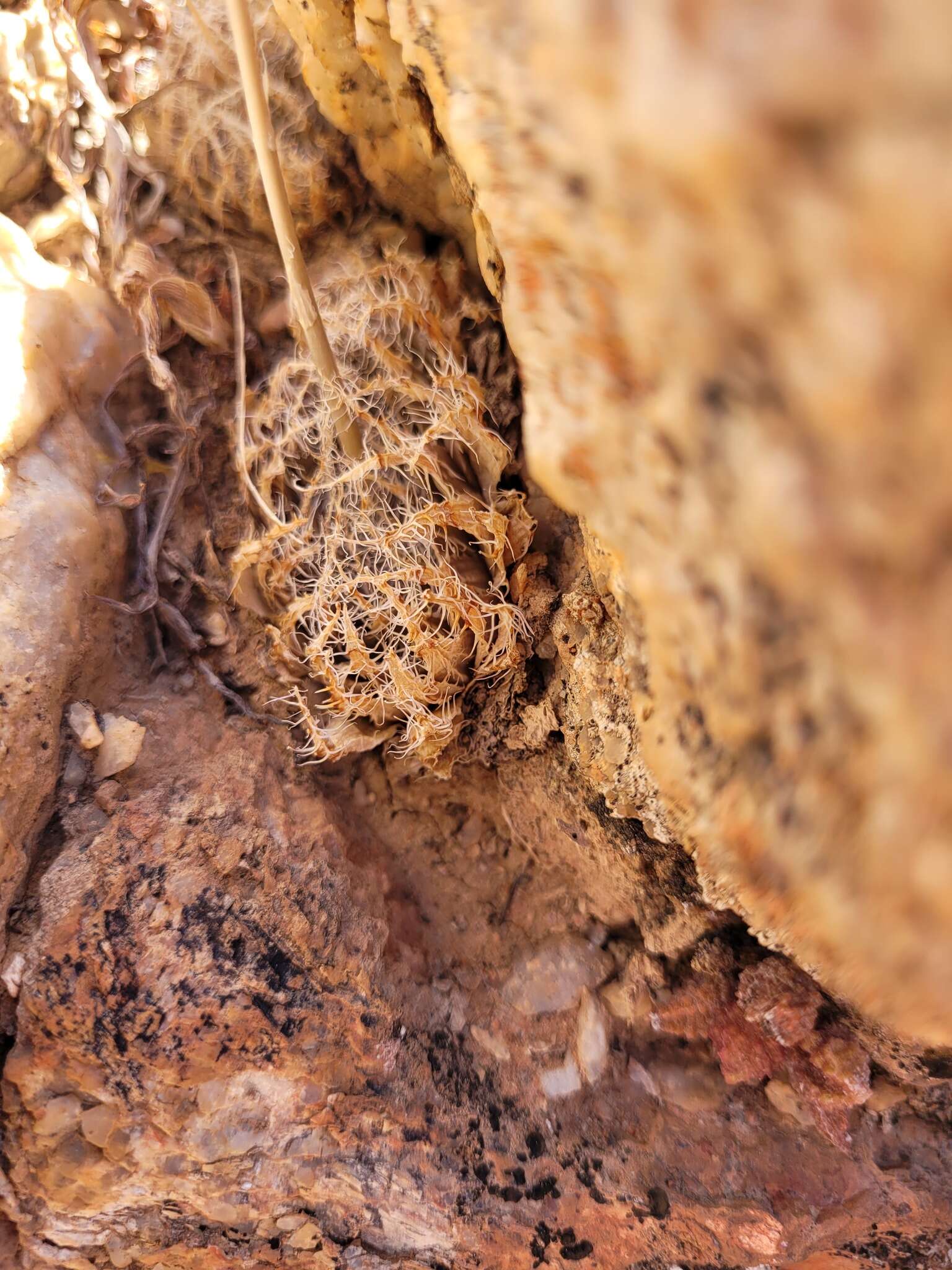 Image of Haworthia arachnoidea var. namaquensis M. B. Bayer