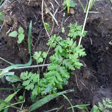 Image of Cheilanthes capensis (Thunb.) Sw.