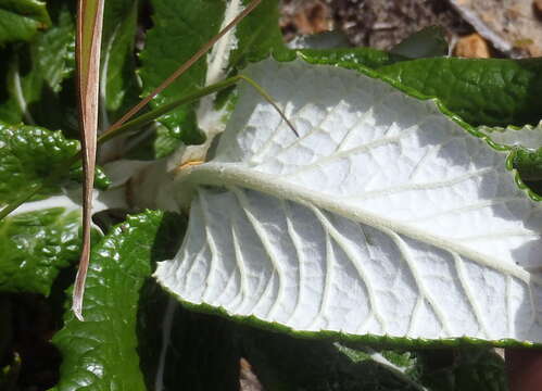 Image of Hermas villosa (L.) Thunb.