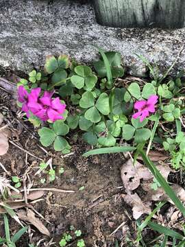 Image of Oxalis brasiliensis Lodd.