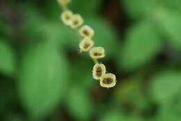 Image of Asimitellaria formosana (Hayata) R. A. Folk & Y. Okuyama