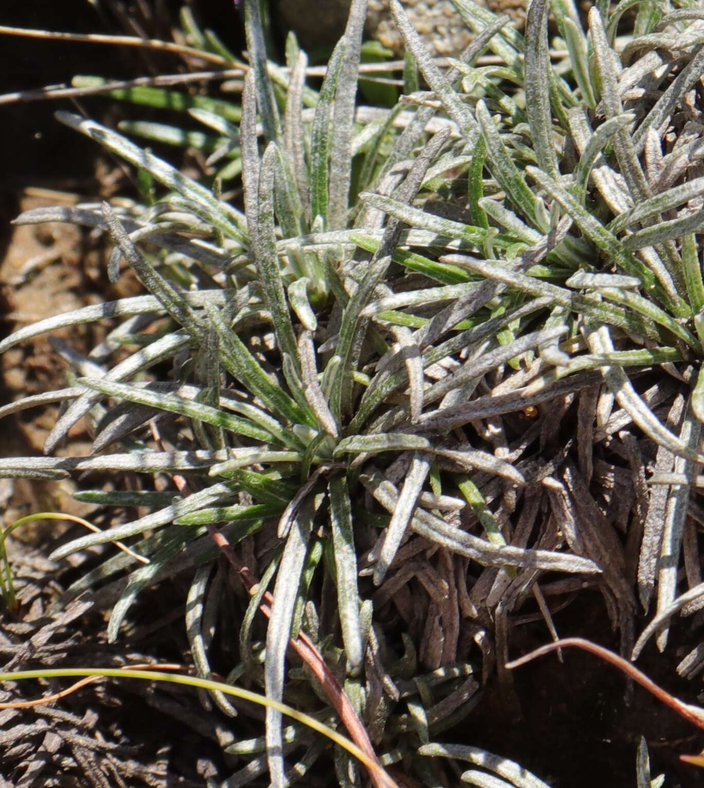 Image of Helichrysum subfalcatum Hilliard