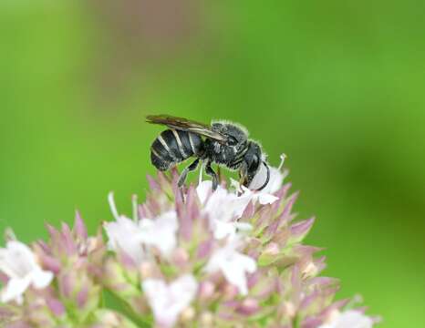 صورة Stelis punctulatissima (Kirby 1802)