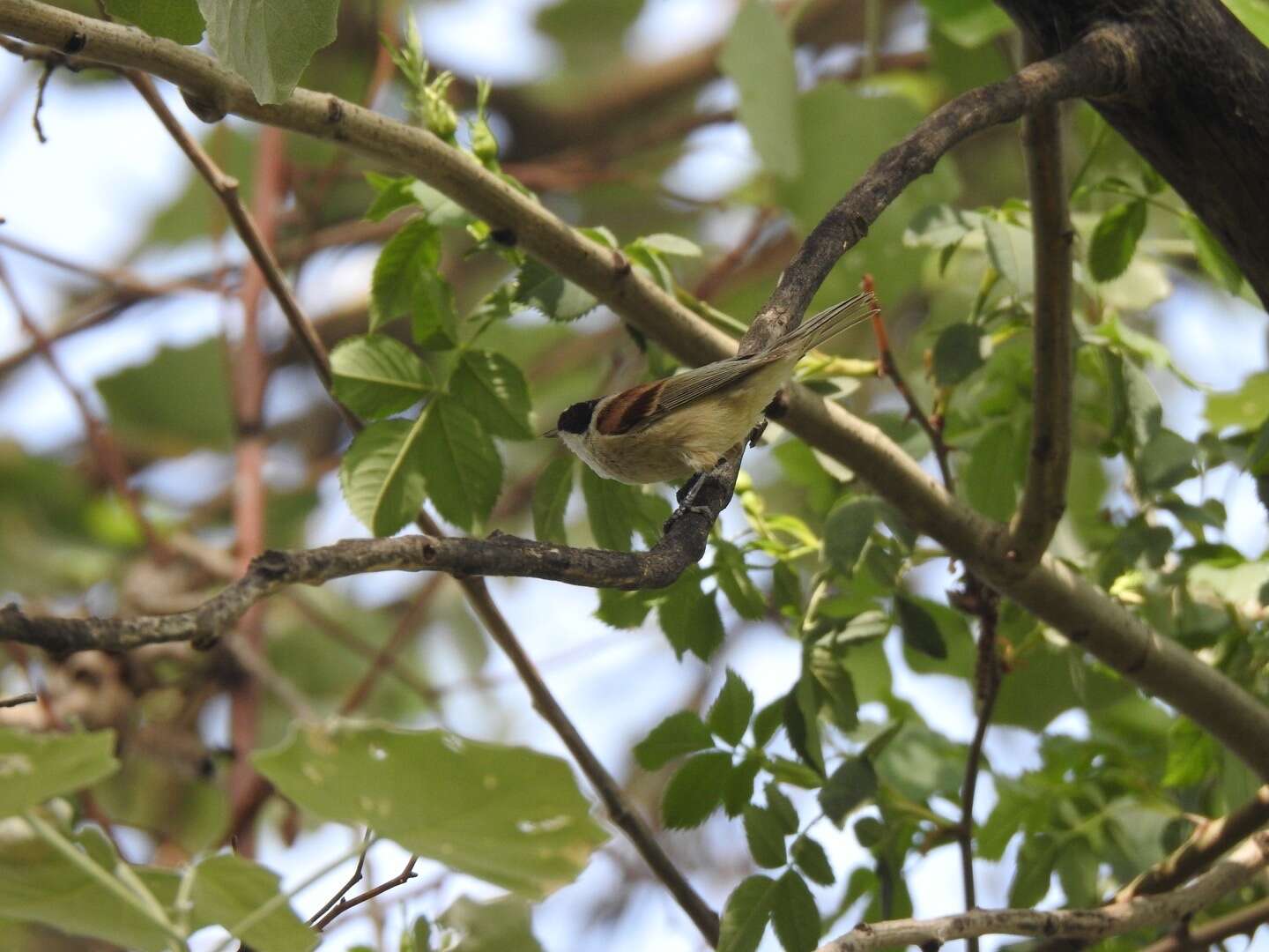 Image of White-Crowned Penduline Tit