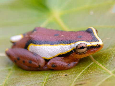 Image of Mitchell's Reed Frog