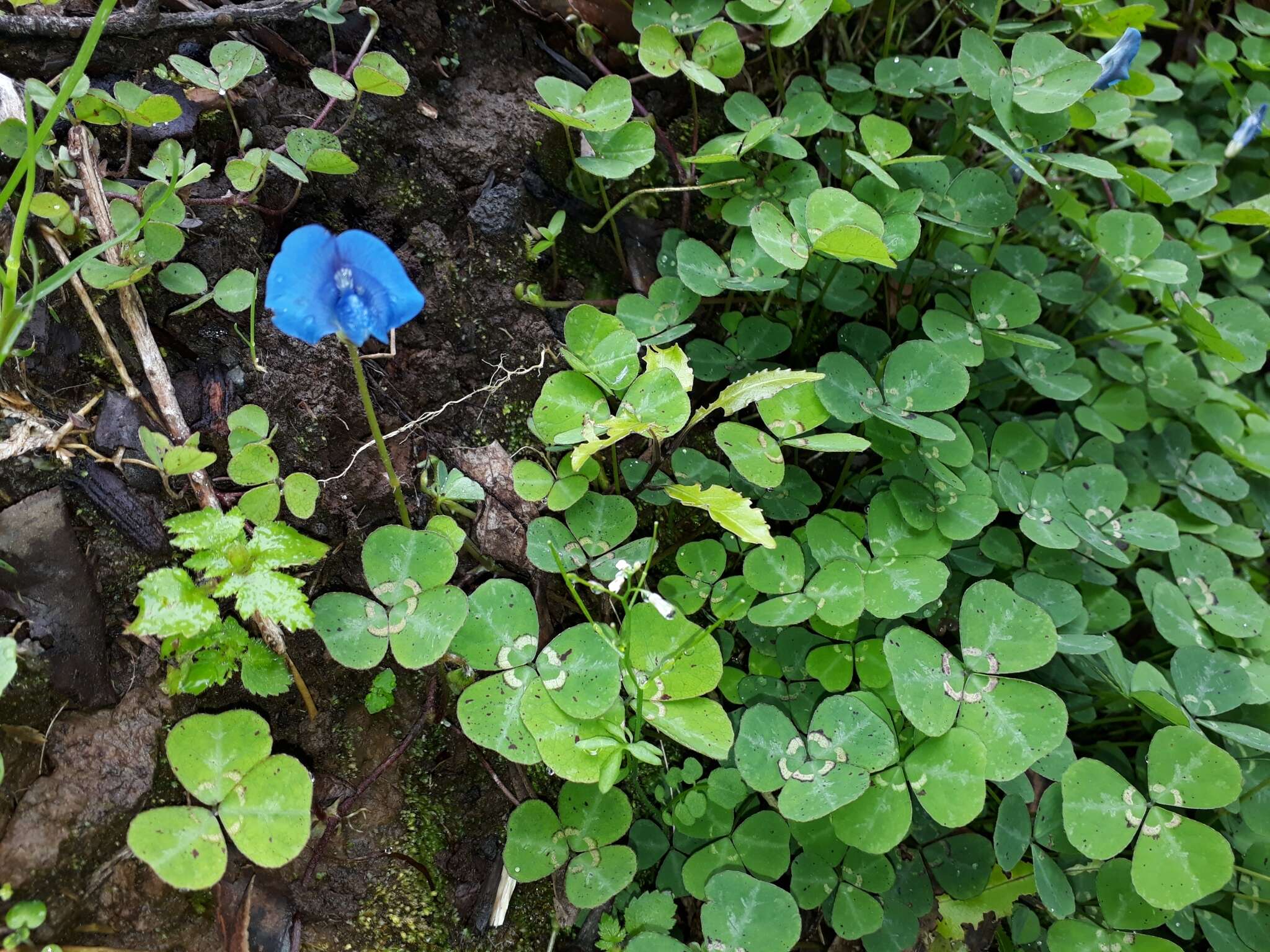 Image of blue-oxalis