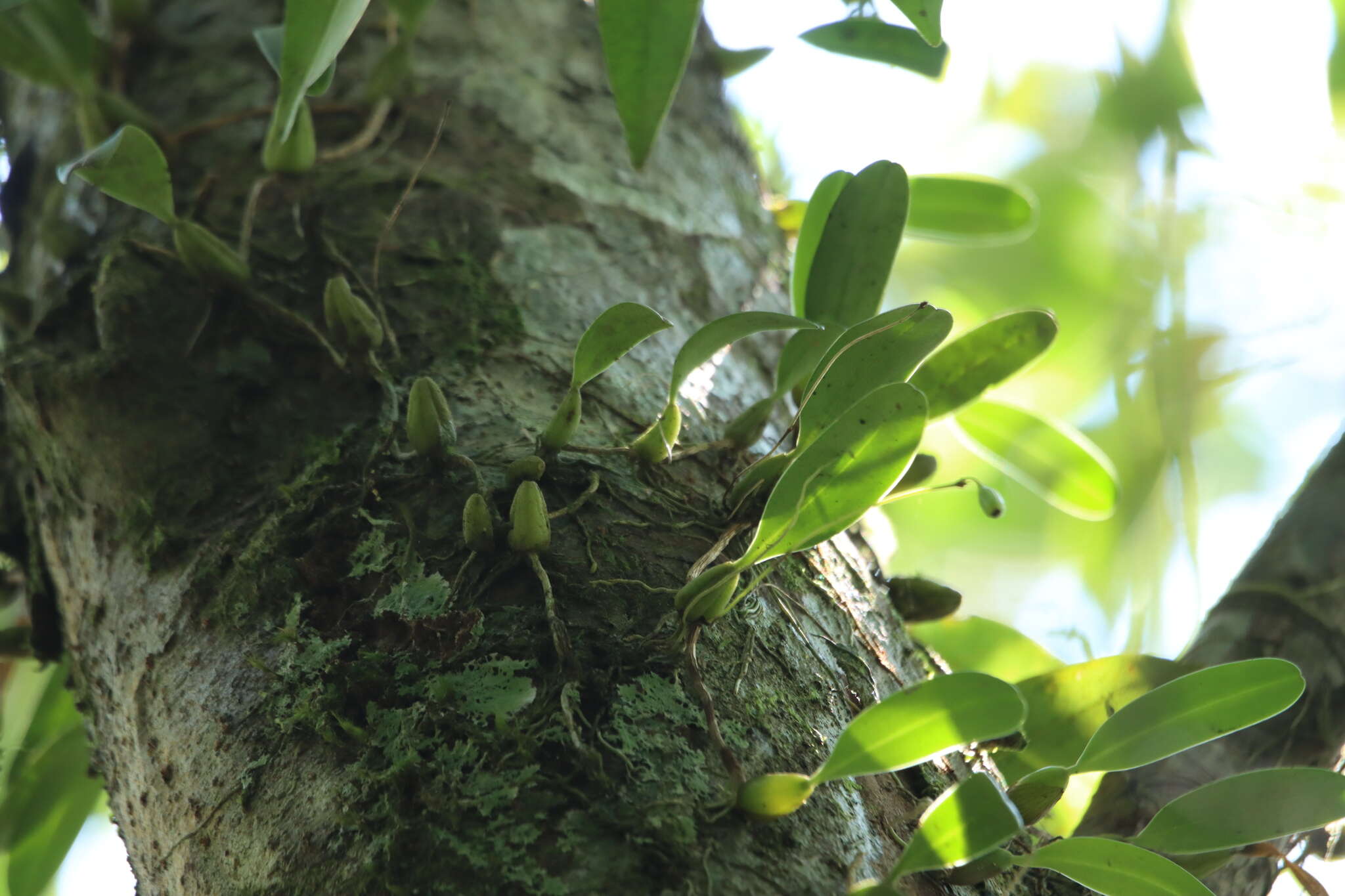 Image de Bulbophyllum retusiusculum Rchb. fil.