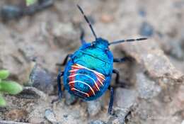 Parajalla sanguineosignata (Spinola) Spinola resmi