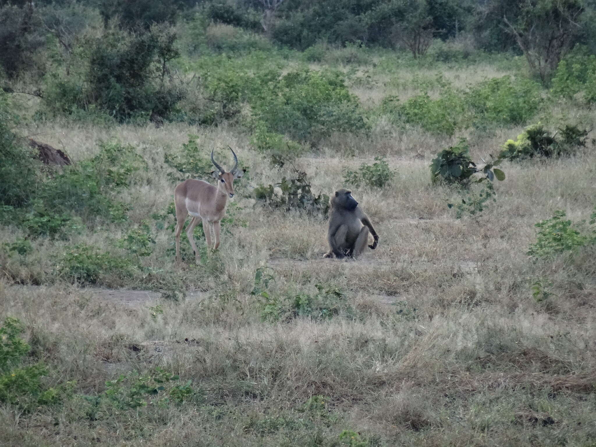 Image of Chacma Baboon