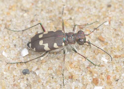 Image of Dune tiger beetle