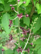 Image of Veratrum maackii Regel