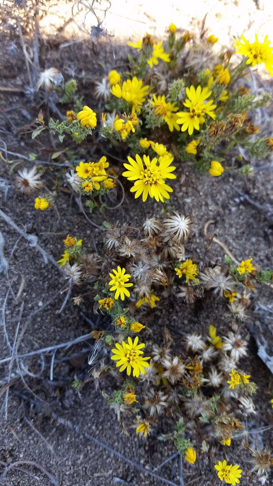 Plancia ëd Lessingia pectinata Greene