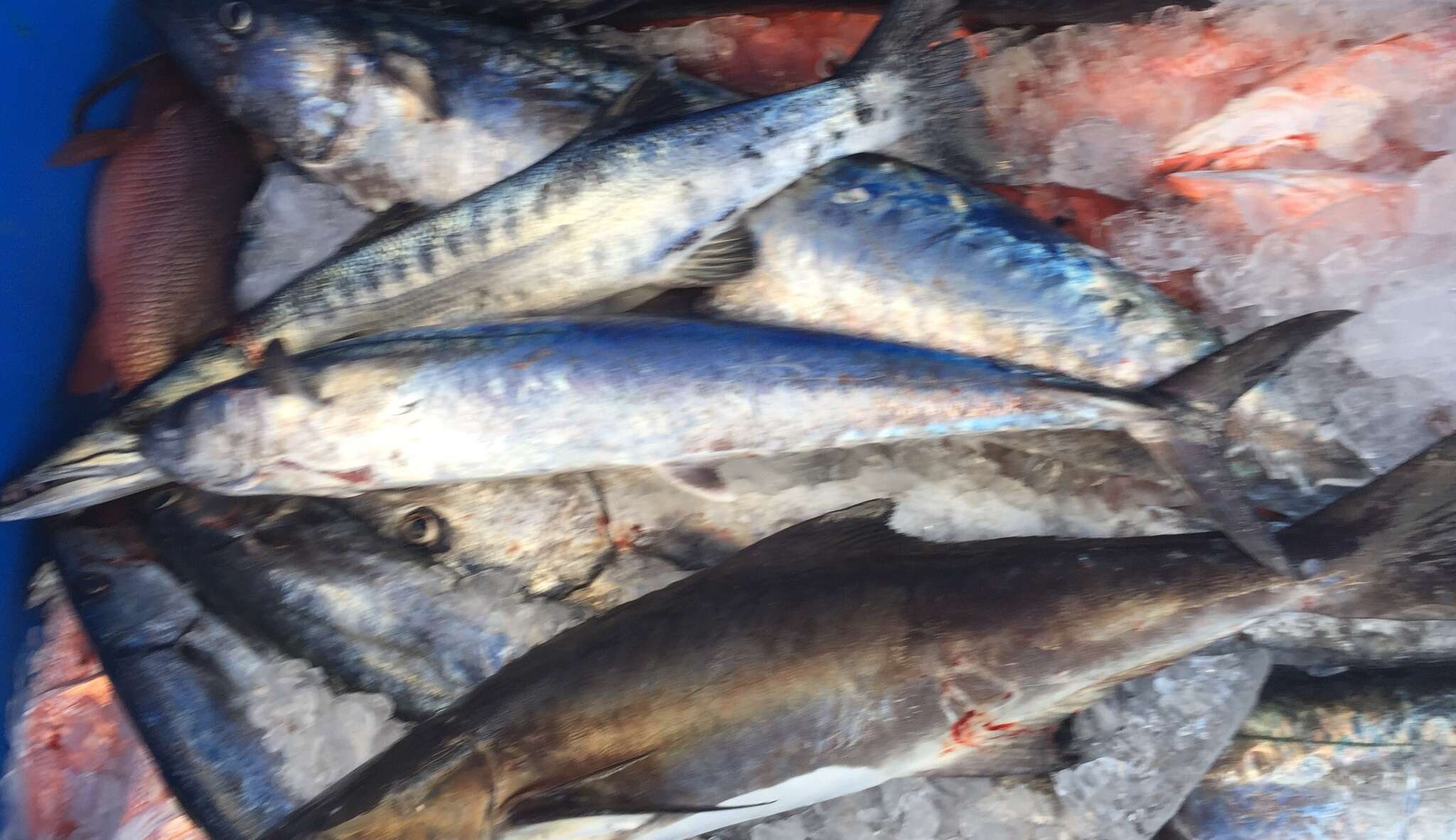 Image of King Mackerel