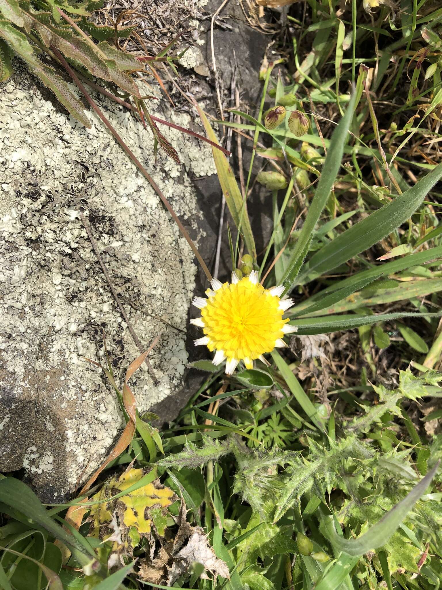 Image of woolly goat chicory