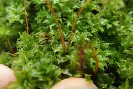 Image of plagiomnium moss