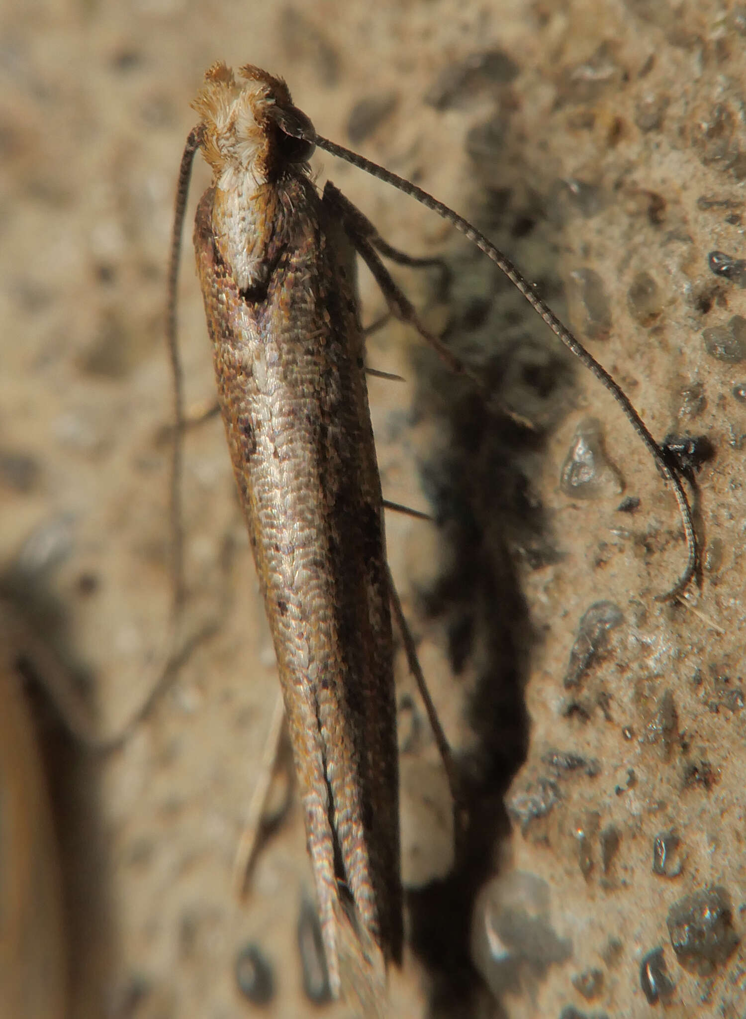 Image of Zelleria cynetica Meyrick 1892