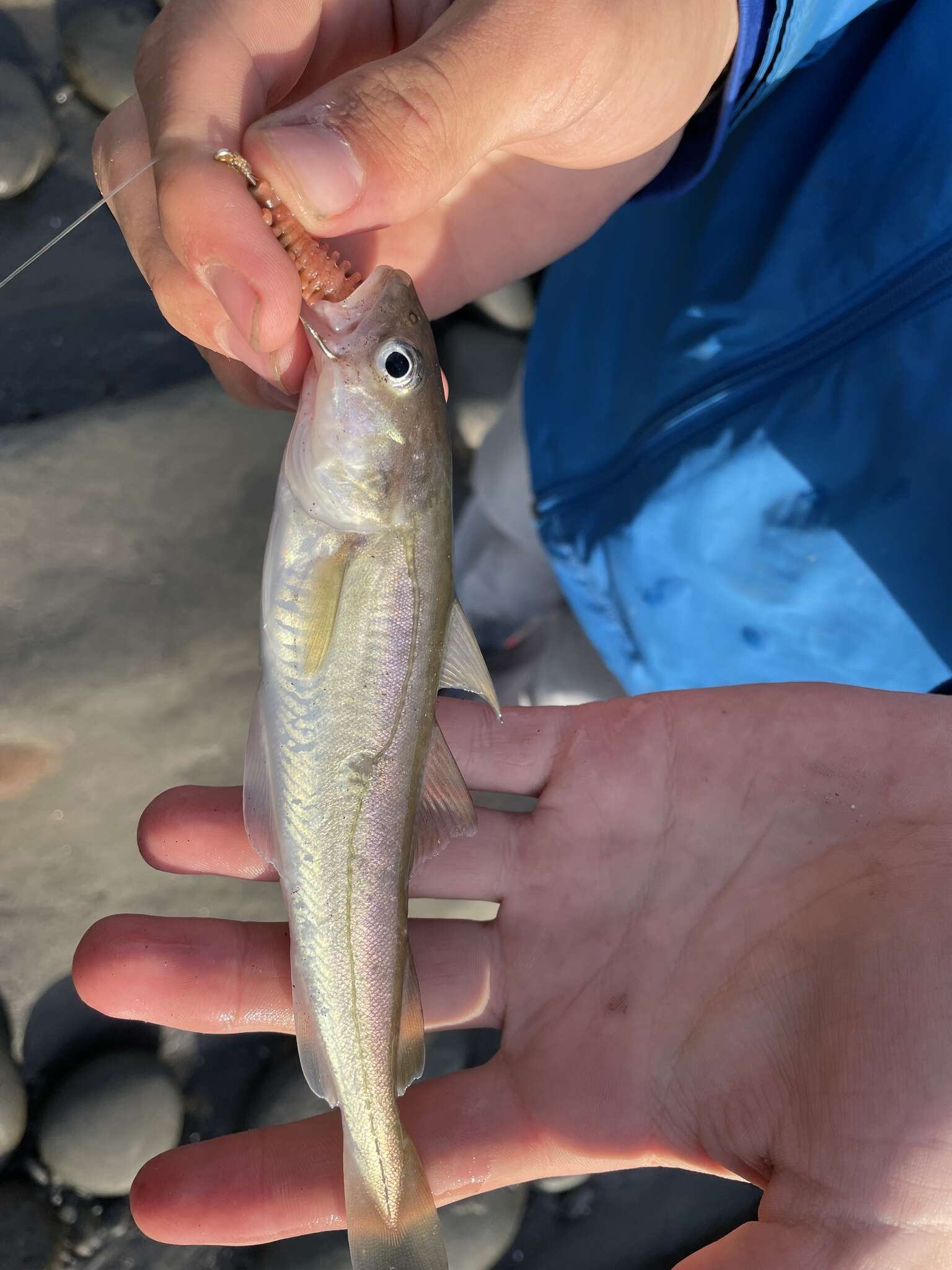 Image of Pacific tomcod