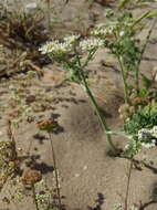 Capnophyllum africanum (L.) Gaertn. resmi