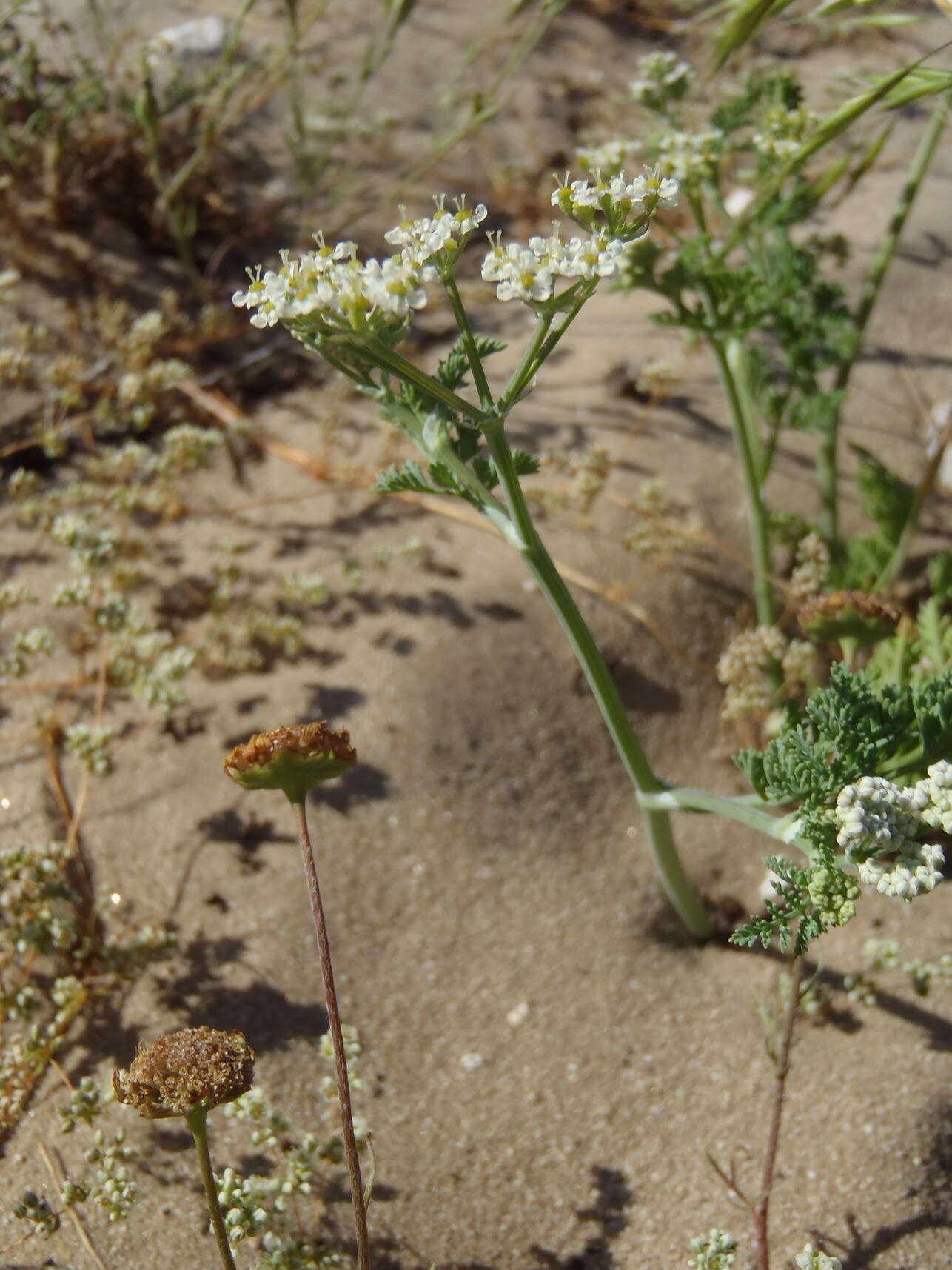 Image de Capnophyllum africanum (L.) Gaertn.