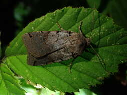 Agrochola litura Linnaeus 1761 resmi