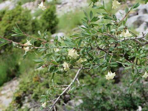 Image of Lonicera pyrenaica L.