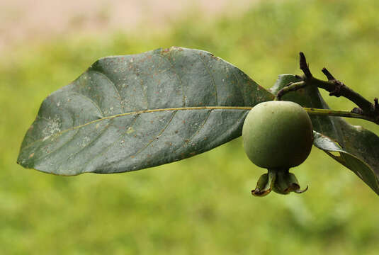 صورة Leptactina arborescens (Welw. ex Benth. & Hook. fil.) De Block