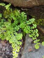 Adiantum excisum Kunze的圖片