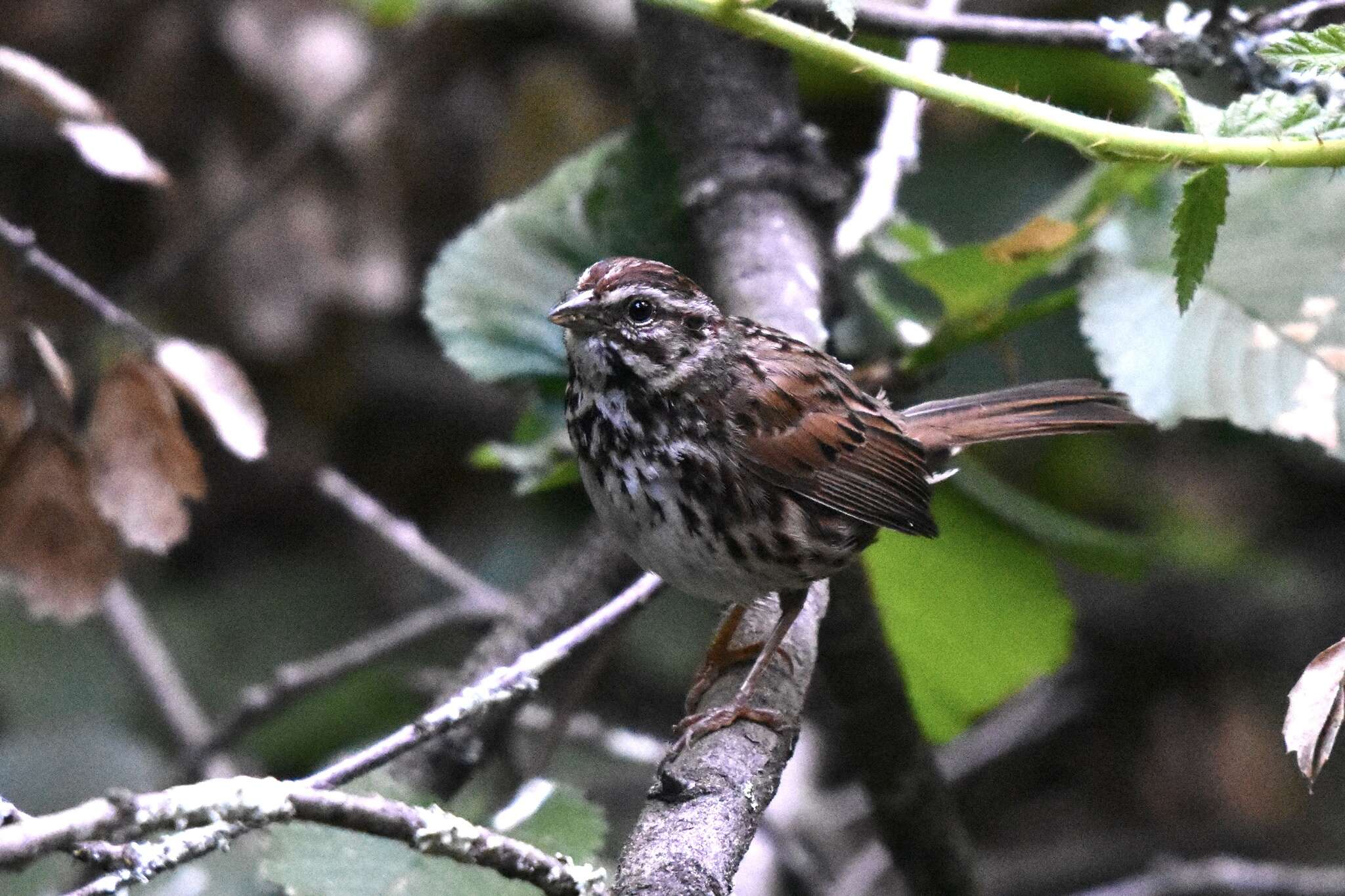 Image of Melospiza melodia gouldii Baird & SF 1858