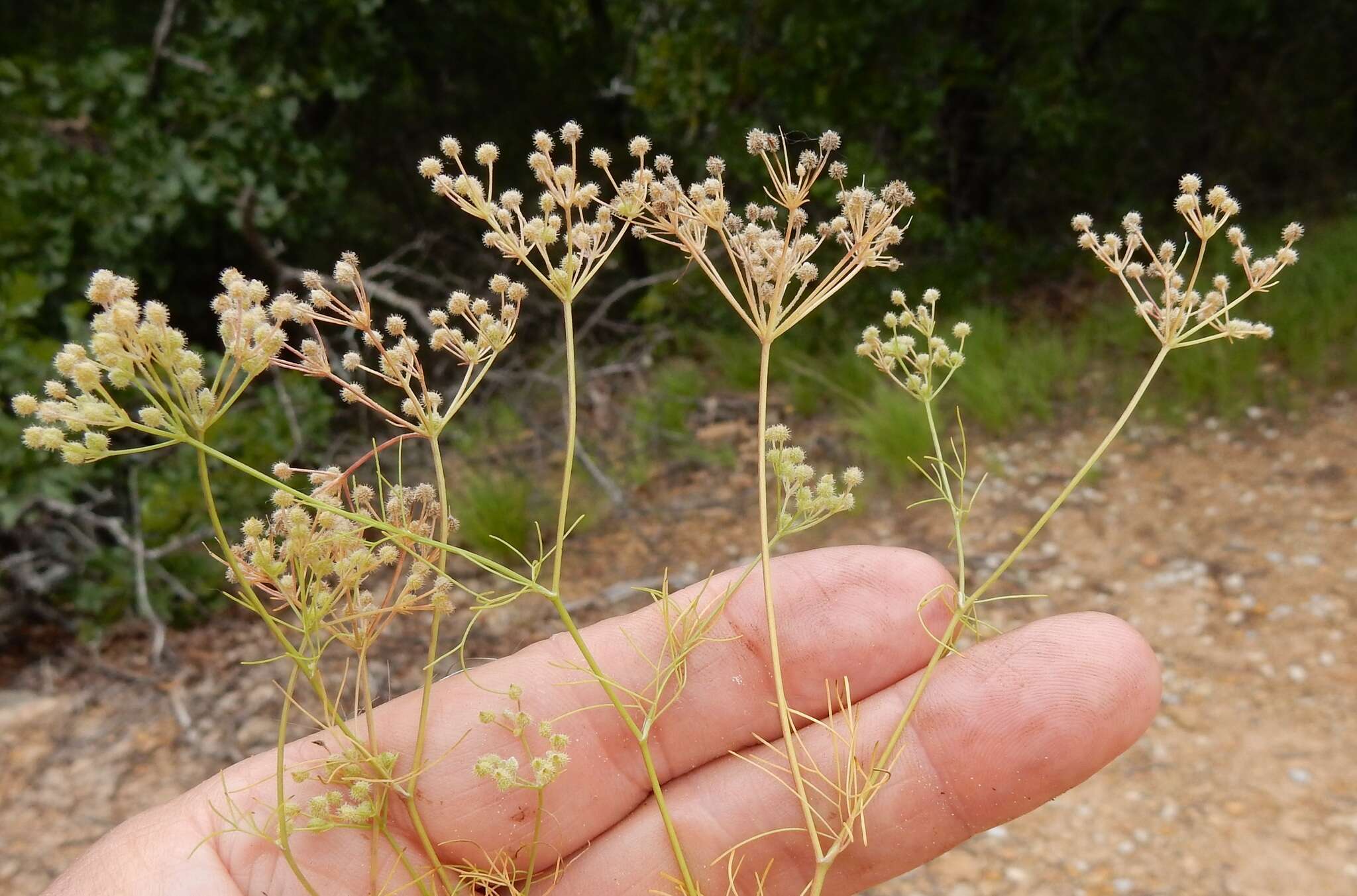 Image de Spermolepis echinata (Nutt.) Heller