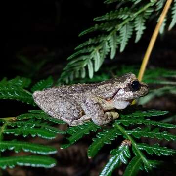 Image of Litoria watsoni