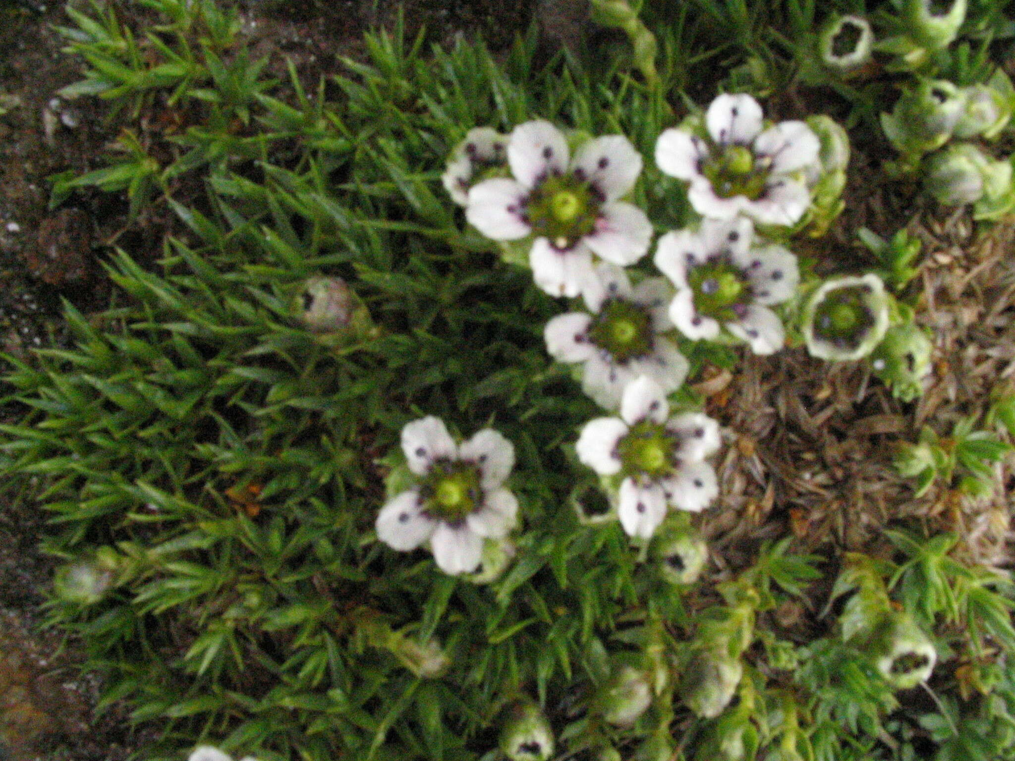 Слика од Arenaria globiflora (Fenzl) Edgew. & Hook. fil.