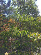 صورة Halocarpus kirkii (F. Muell. ex Parl.) Quinn