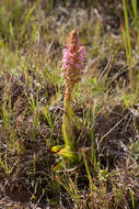 Image of Satyrium hallackii subsp. hallackii