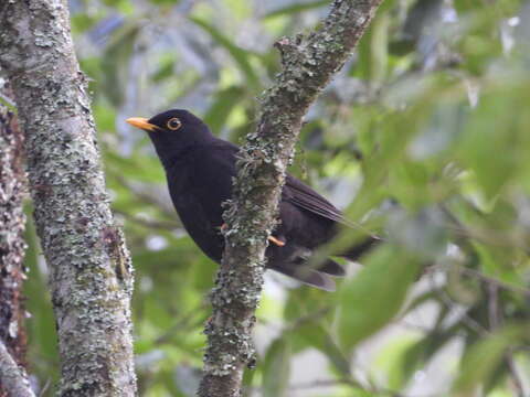 Turdus infuscatus (Lafresnaye 1844)的圖片