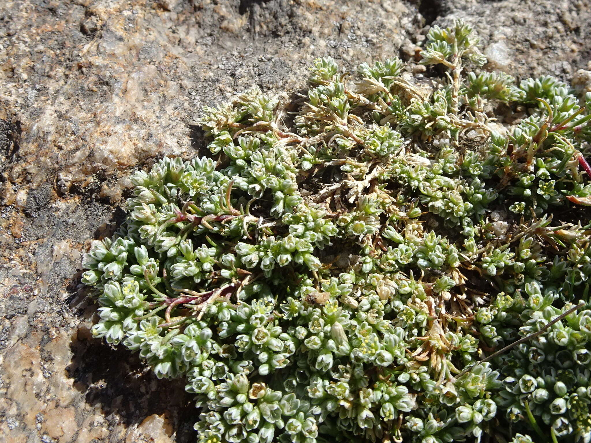 Image of Scleranthus perennis subsp. perennis