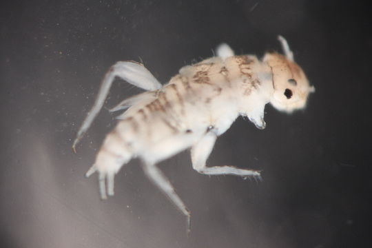 Image of <i>Tricorythodes</i>