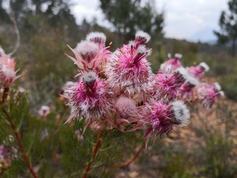 Image of Serruria rosea Phillips