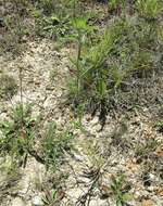 Image of Carlina biebersteinii subsp. brevibracteata (Andrae) K. Werner