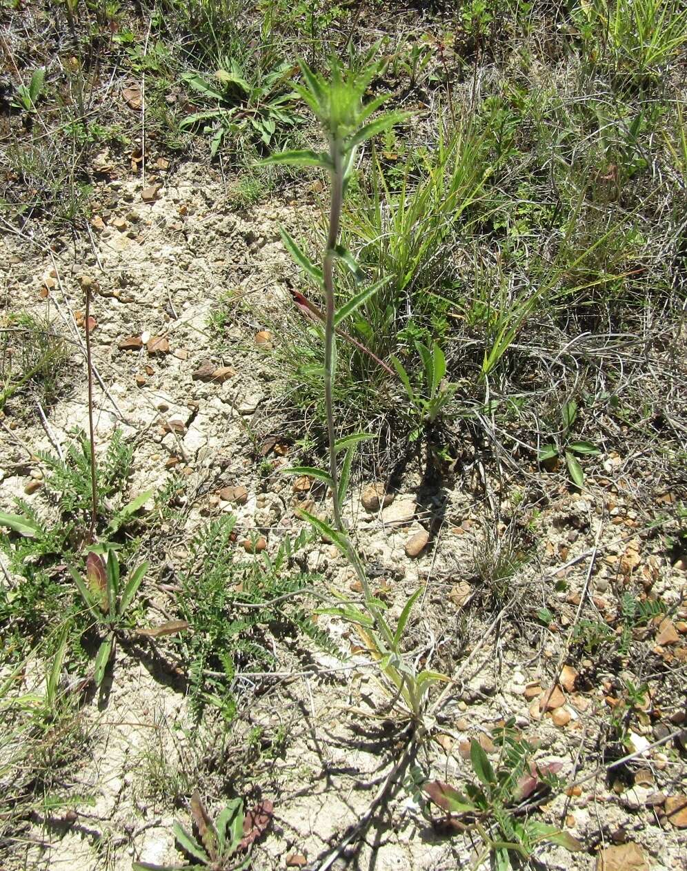 Image of Carlina biebersteinii subsp. brevibracteata (Andrae) K. Werner