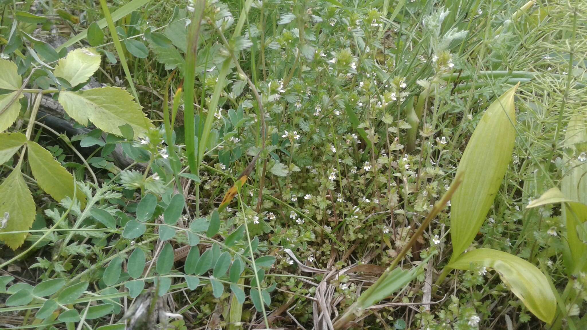 Imagem de Euphrasia wettsteinii G. L. Gusarova