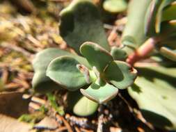 Sedum laxum subsp. laxum的圖片